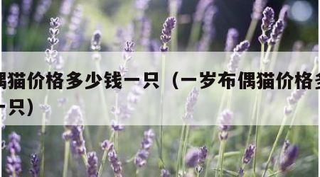 布偶猫价格多少钱一只（一岁布偶猫价格多少钱一只）