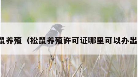 松鼠养殖（松鼠养殖许可证哪里可以办出来）