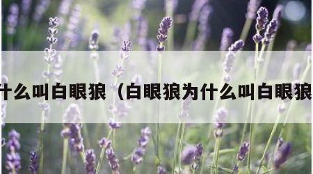 什么叫白眼狼（白眼狼为什么叫白眼狼）