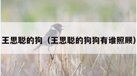 王思聪的狗（王思聪的狗狗有谁照顾）