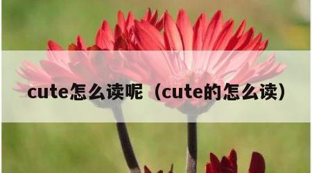 cute怎么读呢（cute的怎么读）