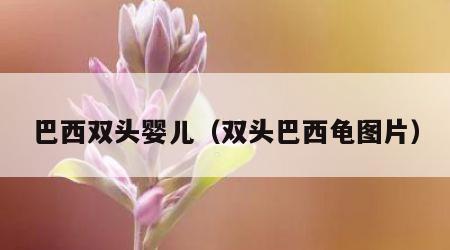 巴西双头婴儿（双头巴西龟图片）