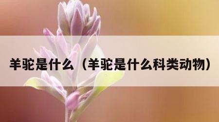 羊驼是什么（羊驼是什么科类动物）