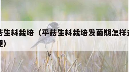 平菇生料栽培（平菇生料栽培发菌期怎样进行管理）