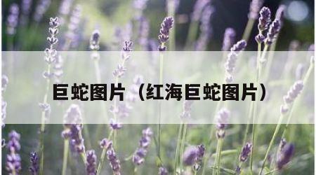 巨蛇图片（红海巨蛇图片）