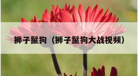 狮子鬣狗（狮子鬣狗大战视频）