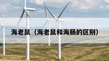 海老鼠（海老鼠和海肠的区别）