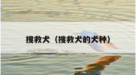 搜救犬（搜救犬的犬种）