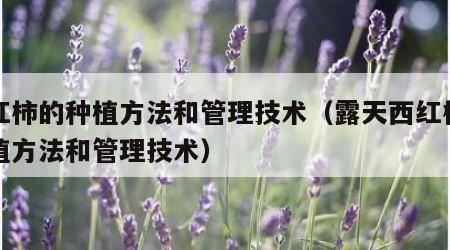 西红柿的种植方法和管理技术（露天西红柿的种植方法和管理技术）