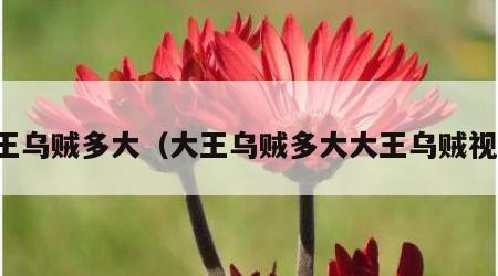 大王乌贼多大（大王乌贼多大大王乌贼视频）