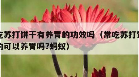 常吃苏打饼干有养胃的功效吗（常吃苏打饼干真的可以养胃吗?蚂蚁）