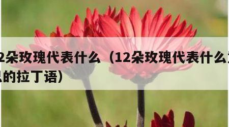 12朵玫瑰代表什么（12朵玫瑰代表什么意思的拉丁语）