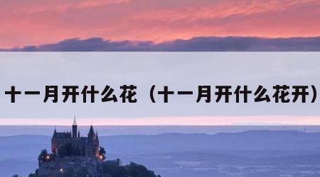十一月开什么花（十一月开什么花开）