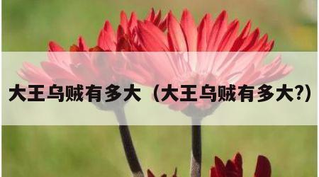 大王乌贼有多大（大王乌贼有多大?）