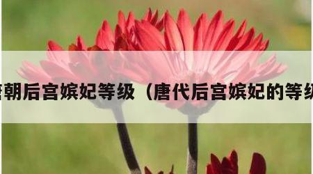 唐朝后宫嫔妃等级（唐代后宫嫔妃的等级）