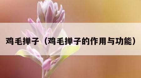 鸡毛掸子（鸡毛掸子的作用与功能）