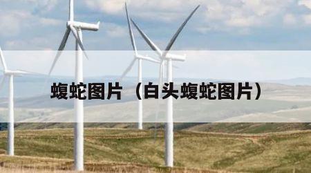 蝮蛇图片（白头蝮蛇图片）