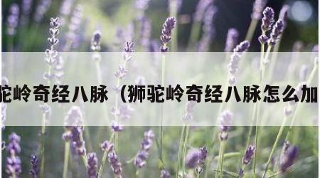 狮驼岭奇经八脉（狮驼岭奇经八脉怎么加点）