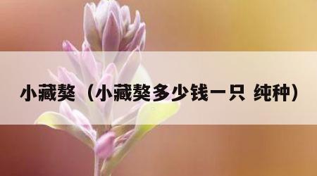 小藏獒（小藏獒多少钱一只 纯种）