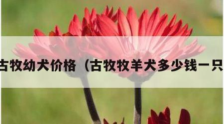 古牧幼犬价格（古牧牧羊犬多少钱一只）