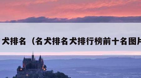 名犬排名（名犬排名犬排行榜前十名图片）