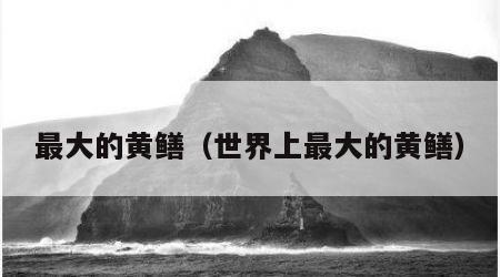最大的黄鳝（世界上最大的黄鳝）