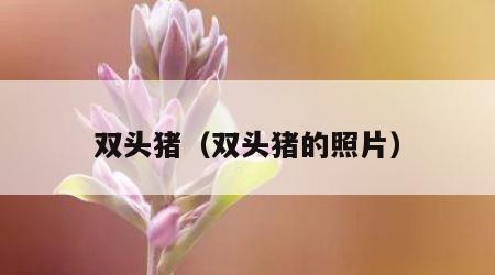 双头猪（双头猪的照片）