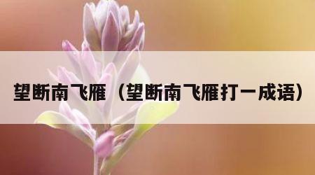 望断南飞雁（望断南飞雁打一成语）