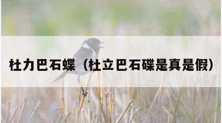 杜力巴石蝶（杜立巴石碟是真是假）
