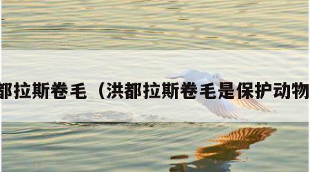 洪都拉斯卷毛（洪都拉斯卷毛是保护动物吗）