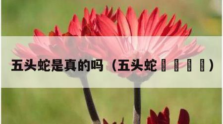 五头蛇是真的吗（五头蛇🐍）