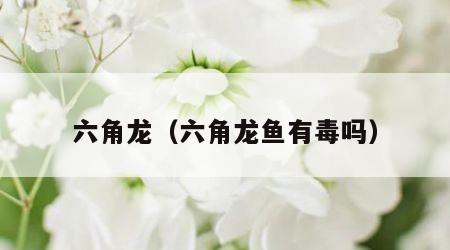 六角龙（六角龙鱼有毒吗）