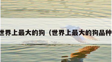 世界上最大的狗（世界上最大的狗品种）