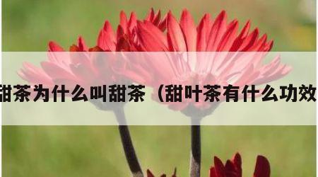 甜茶为什么叫甜茶（甜叶茶有什么功效）