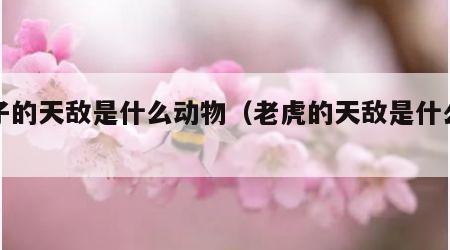 狮子的天敌是什么动物（老虎的天敌是什么动物）