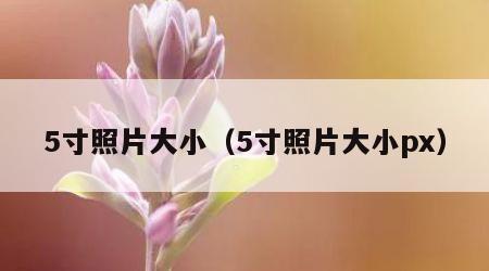 5寸照片大小（5寸照片大小px）