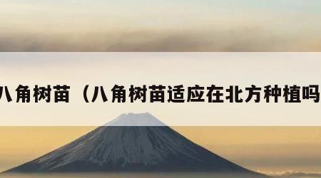 八角树苗（八角树苗适应在北方种植吗）