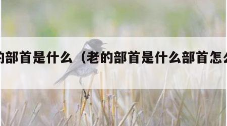 老的部首是什么（老的部首是什么部首怎么读）