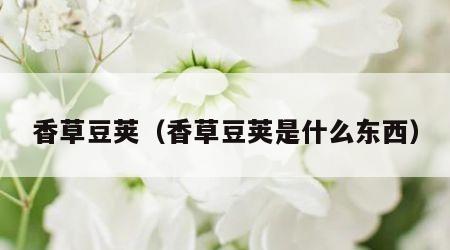 香草豆荚（香草豆荚是什么东西）