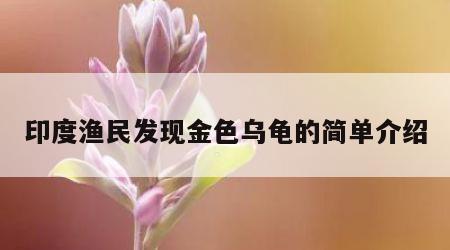 印度渔民发现金色乌龟的简单介绍