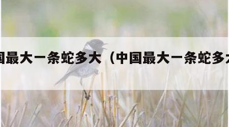 中国最大一条蛇多大（中国最大一条蛇多大视频）