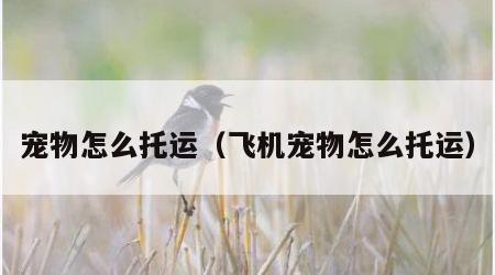宠物怎么托运（飞机宠物怎么托运）