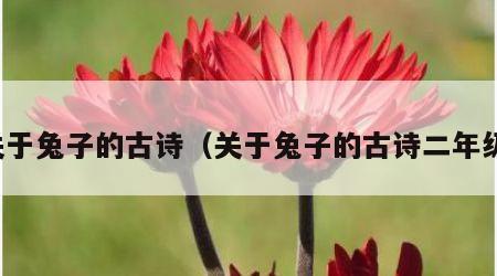 关于兔子的古诗（关于兔子的古诗二年级）
