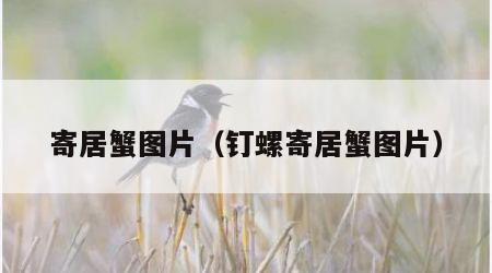 寄居蟹图片（钉螺寄居蟹图片）