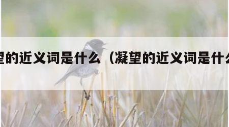 凝望的近义词是什么（凝望的近义词是什么呢）
